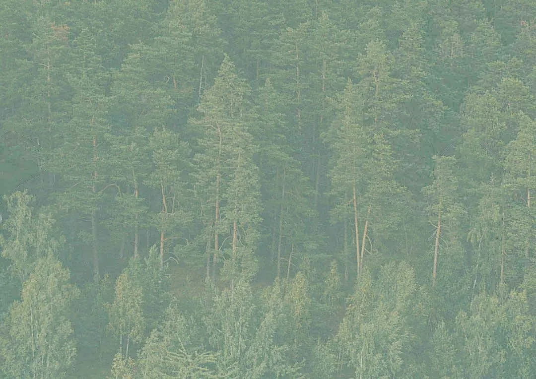 Bosque de pinos del monte Abantos, en tonos verdes claros