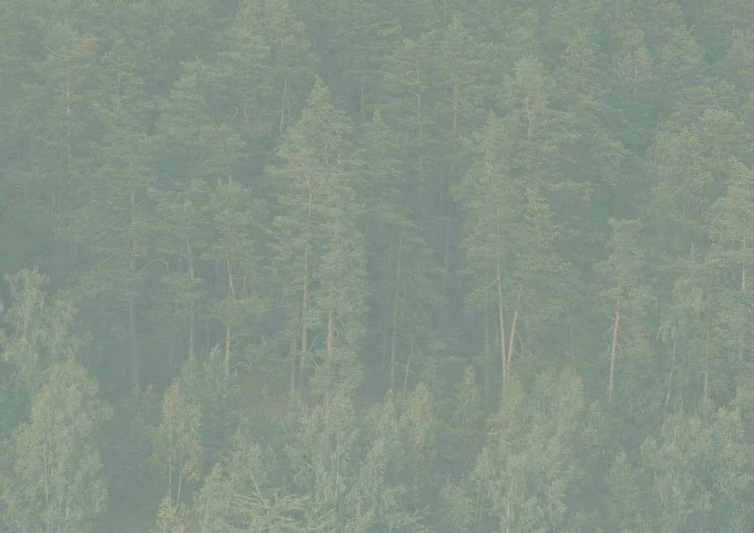 Bosque de pinos del monte Abantos, en tonos verdes claros